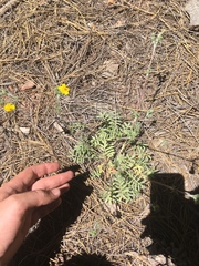 Potentilla crinita