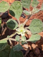 Hairy Carpetweed (Glinus lotoides)