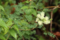 Mimosa malacophylla