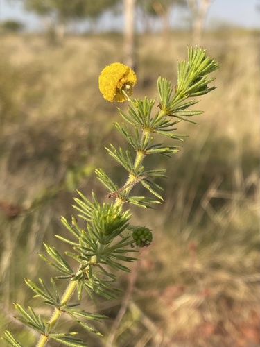 Acacia hippuroides