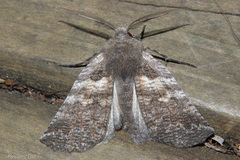 Declana griseata