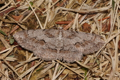 Iridopsis vellivolata
