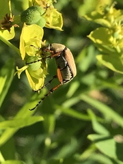 Macrodactylus subspinosus
