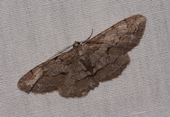 Iridopsis vellivolata