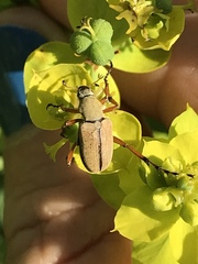 Macrodactylus subspinosus