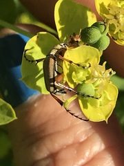 Macrodactylus subspinosus