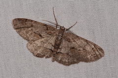 Iridopsis vellivolata