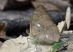 Bebearia tentyris