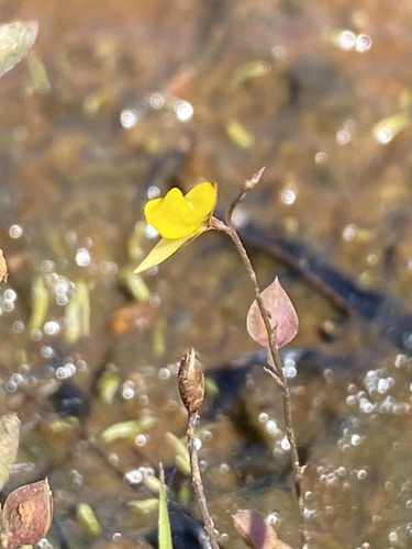 Utricularia scandens observed 2024-10-05