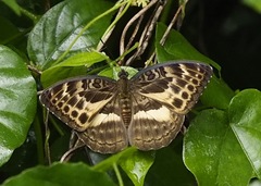 Bebearia tentyris