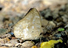 Bebearia tentyris