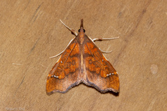 Deana hybreasalis