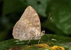Bebearia tentyris