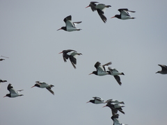 Haematopus leucopodus