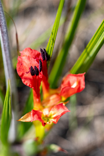Babiana ringens