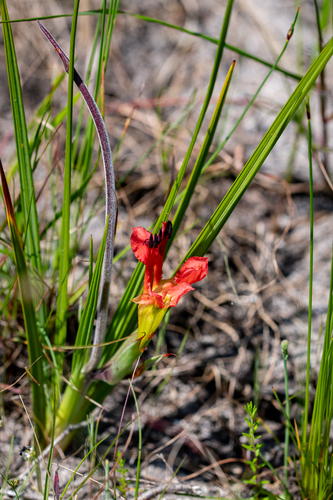 Babiana ringens