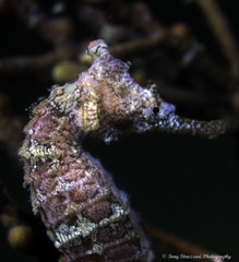 Hippocampus subelongatus