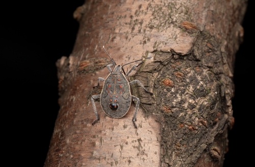Yellow-spotted Stink Bug