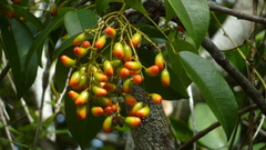 Rourea doniana