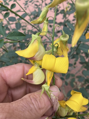 Bird flower (Crotalaria laburnifolia)