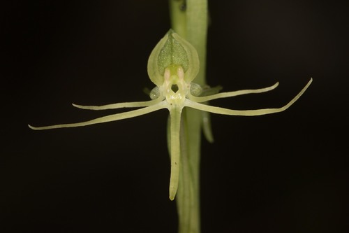 hammock bog orchid (Habenaria distans)