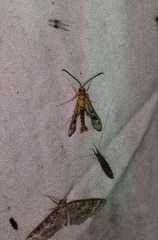 Synanthedon acerni