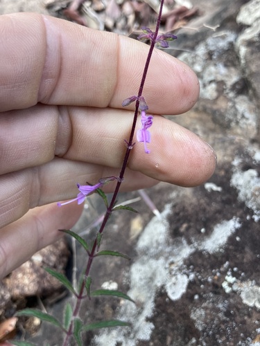 Syncolostemon canescens, photograph 4