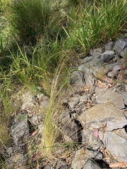 Deschampsia elongata