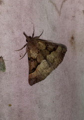 Hypena edictalis