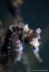Hippocampus subelongatus
