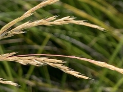Deschampsia elongata