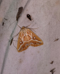 Caripeta angustiorata