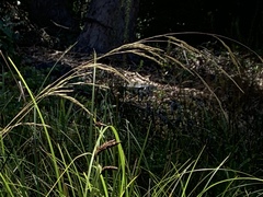 Deschampsia elongata