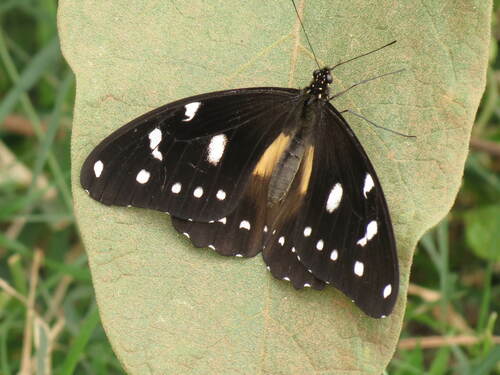 Jackson’s Swallowtail