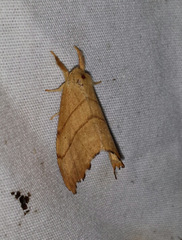 Drepana bilineata
