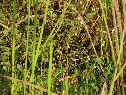Image of Utricularia bifida by (c) chiuluan, some rights reserved (CC BY)