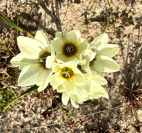 Image of Ixia abbreviata by (c) Deon van Eeden, some rights reserved (CC BY-SA)