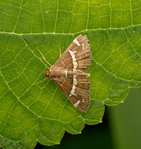Hawaiian Beet Webworm Moth