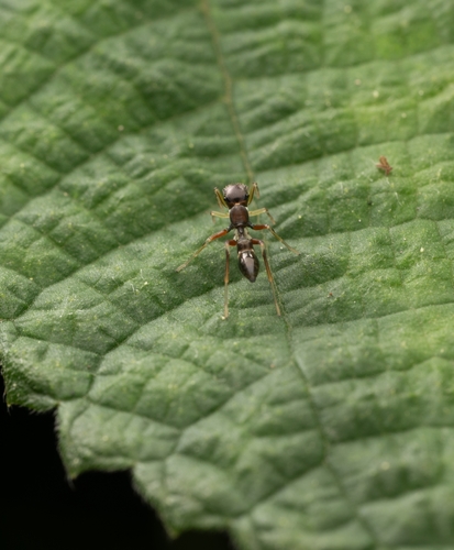 Myrmarachne formosana