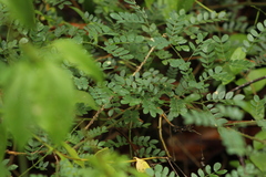 Mimosa malacophylla