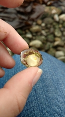 Crepipatella lingulata