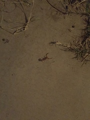 Centruroides sculpturatus