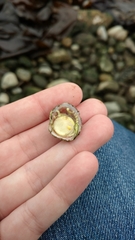 Crepipatella lingulata