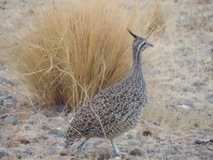 Eudromia elegans