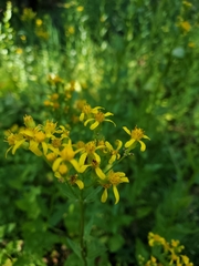Senecio triangularis