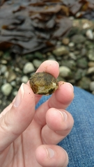 Crepipatella lingulata