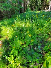 Senecio triangularis
