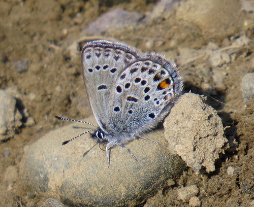 Cranberry Blue photo 5