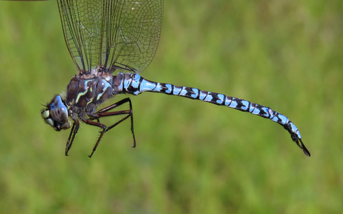 Zigzag Darner photo 3
