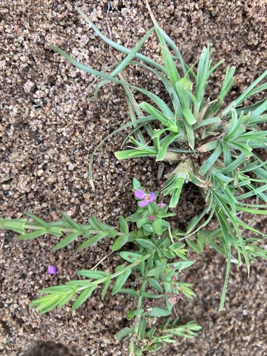 Ammannia schinzii (Ammannia schinzii)